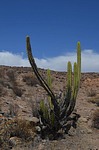 Corryocactus brevistylus ssp puquiensis Nazca to Puquio GPS189 Peru_Chile 2014_0123.jpg